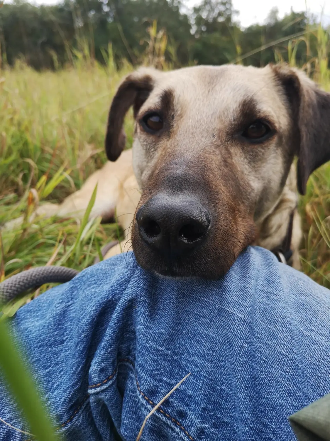 Odenwald - Stiftung Naturschutz - barrierefrei - Hund im Garten