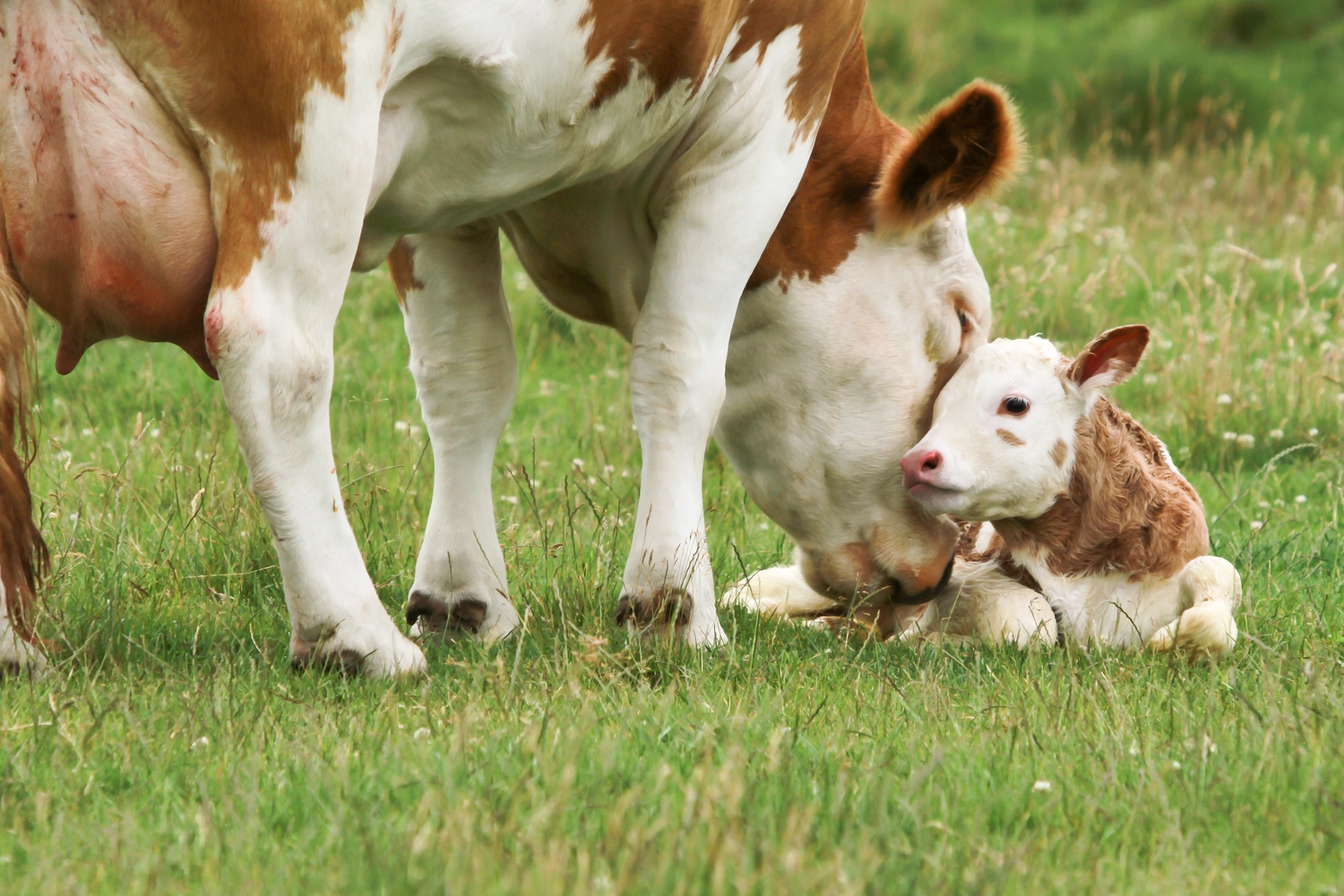 Odenwald - Stiftung Naturschutz - barrierefrei - cow_calf