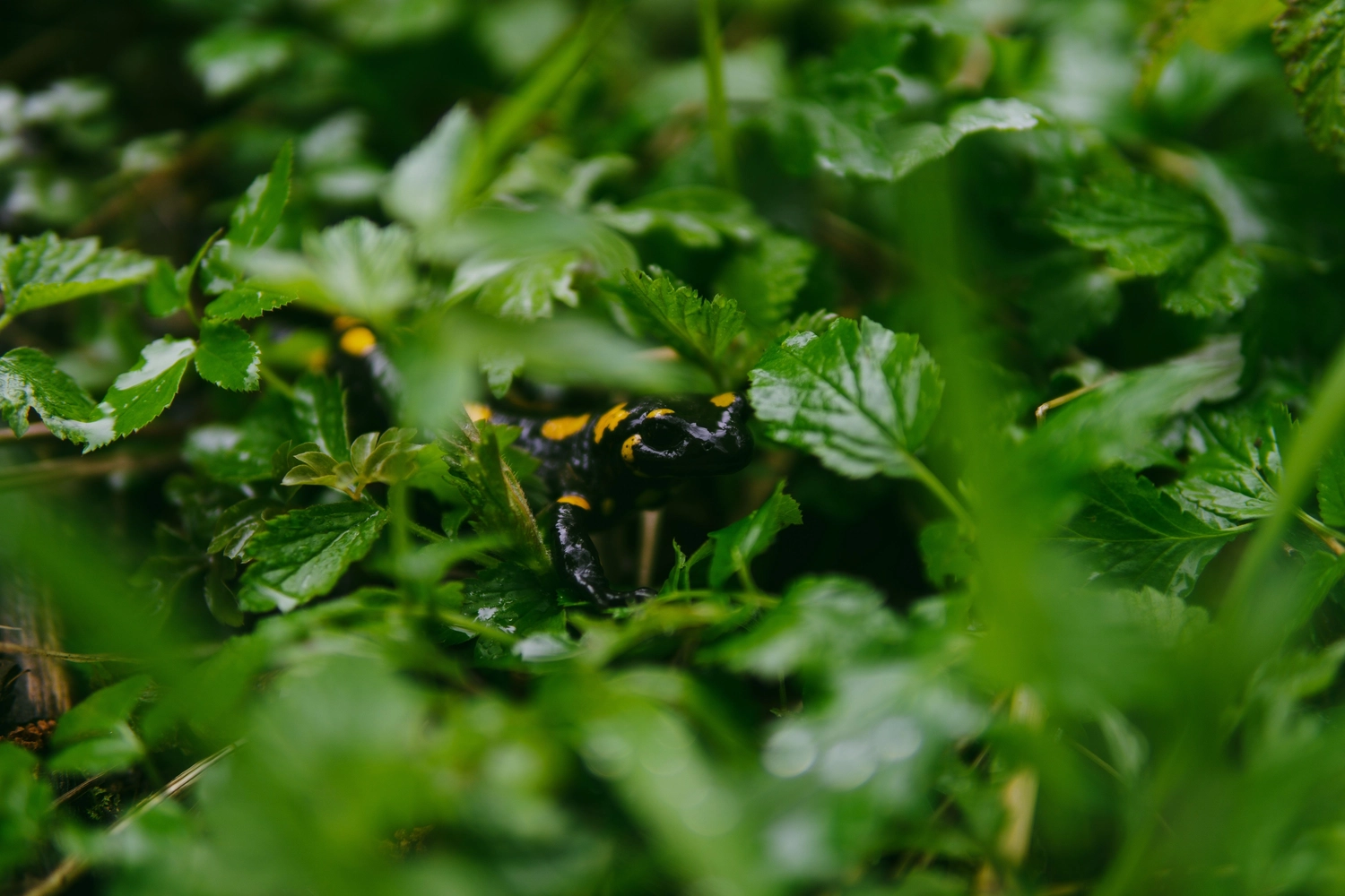 Odenwald - Stiftung Naturschutz - barrierefrei - Selektive Fokusaufnahme eines Feuersalamanders (Salamandra salamandra)