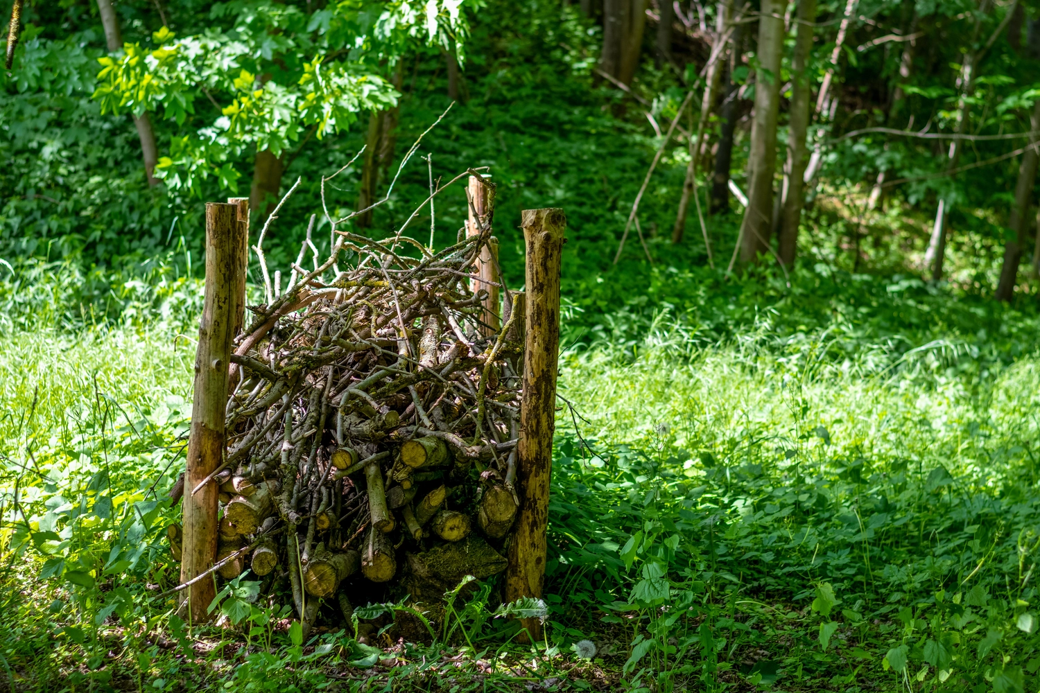 Odenwald - Stiftung Naturschutz - barrierefrei - Benjeshecke aus Schnittgut von Gehölzen als natürlicher Unterschlupf auf einer Waldlichtung aufgebaut  