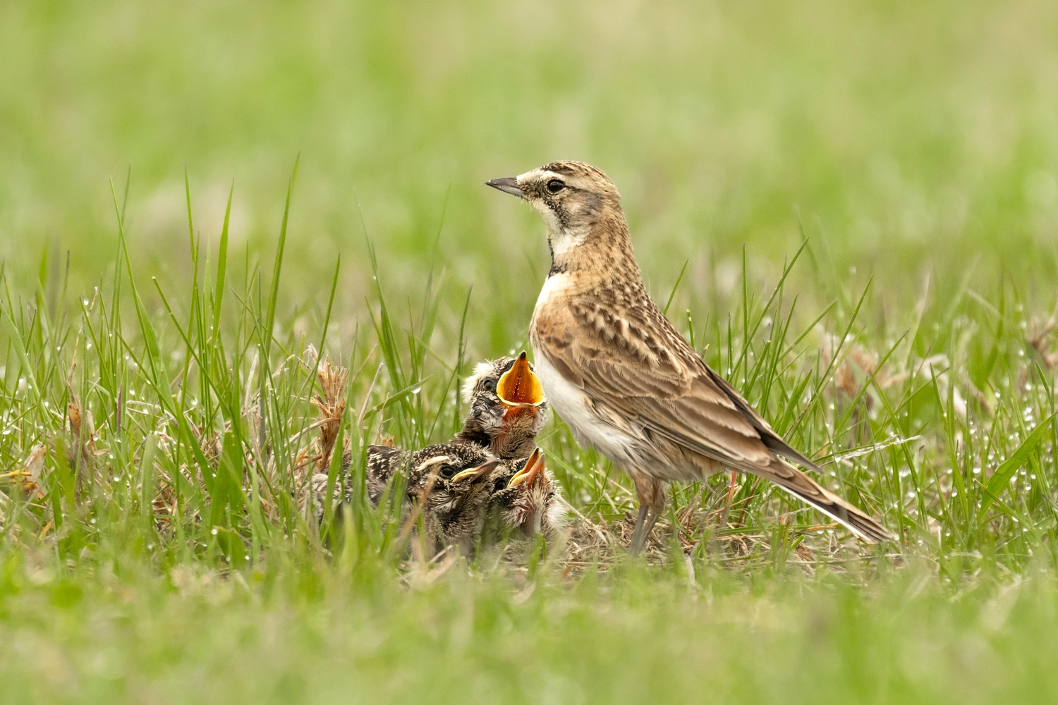 Odenwald - Stiftung Naturschutz - barrierefrei - Hornlerche (Eremophila alpestris) Weibchen beim Füttern ihrer Jungen. Der kleine Graslandvogel ist eine Grondbrüterart