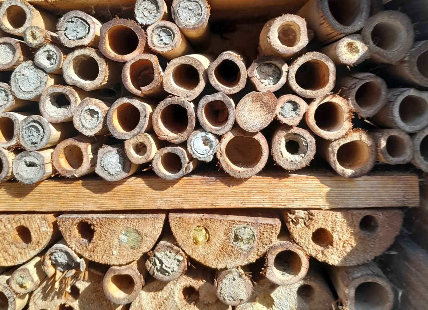 Odenwald - Stiftung Naturschutz - barrierefrei - Wälder
