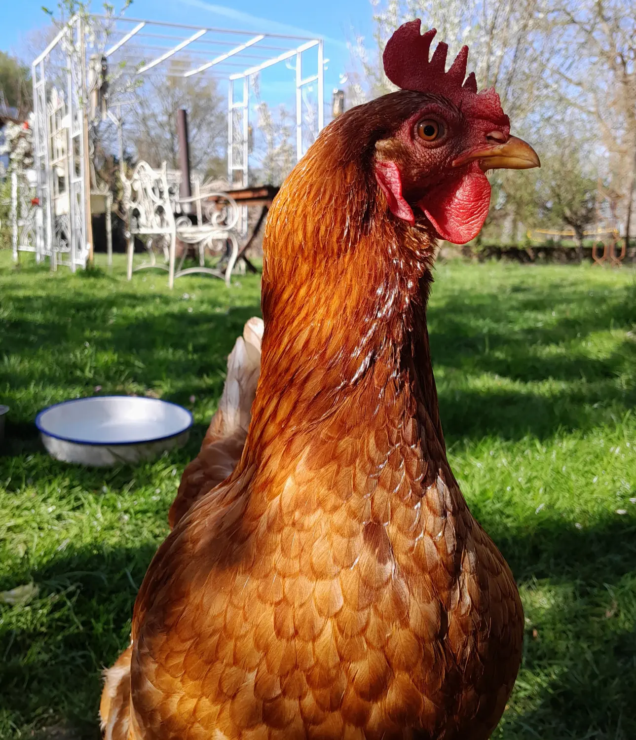 Odenwald - Stiftung Naturschutz - barrierefrei - Huhn