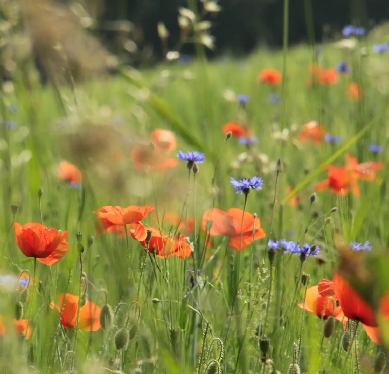 Odenwald - Stiftung Naturschutz - barrierefrei - Team -Julia Schütz